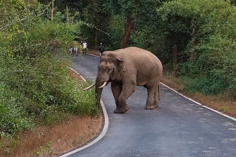 बांदीपूर राष्ट्रीय उद्यानात हत्तीच्या हल्ल्यात तरुण गंभीर जखमी; फोटो काढण्याच्या प्रयत्नातून घटना 