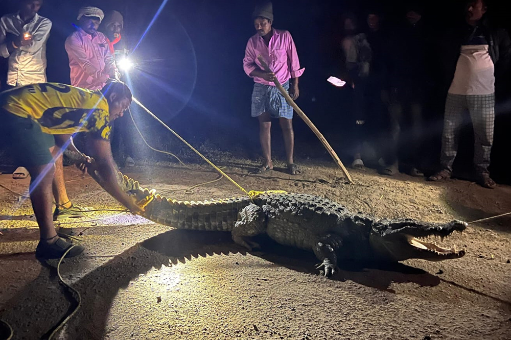 आरशंकर तलावातील पाच फूटाची मगरी रस्त्यावर दिसली.