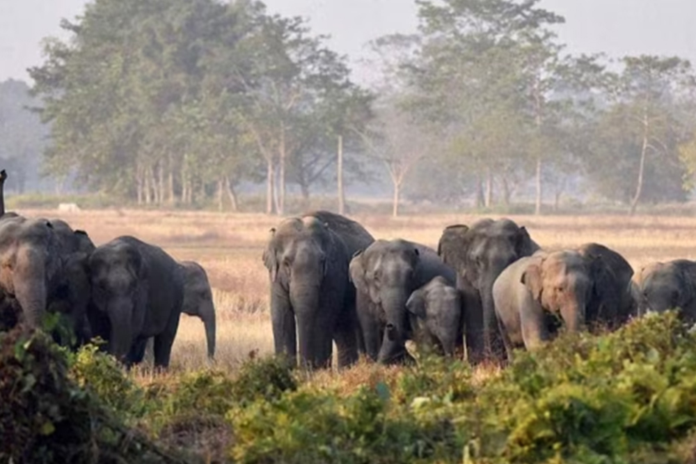 झारखंडमध्ये जंगली हत्तींचा कहर; २४ तासांत दोन महिलांसह पाच जणांचा मृत्यू 