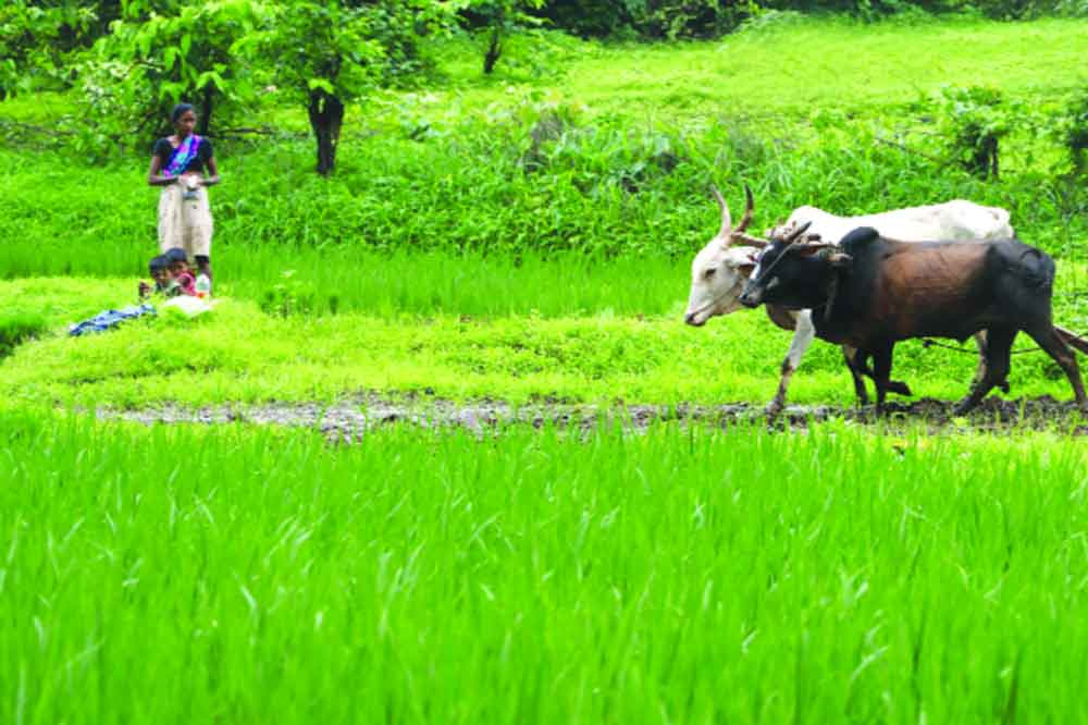कर्जमाफीच्या हालचालींना वेग, पण नव्या निकषांमुळे अनेक शेतकरी वंचित राहणार? 