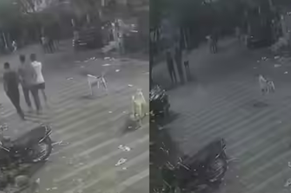 तुकाराम नगरमध्ये भटक्या कुत्र्याला हवेत फिरवून आपटलं; आरोपीवर गुन्हा दाखल