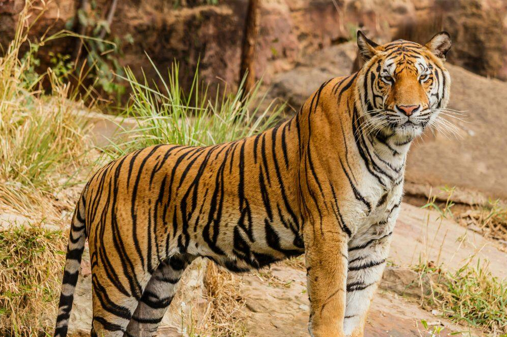 यवतमाळच्या टिपेश्वरमधून निघालेल्या तीन वर्षीय नर वाघाचा तब्बल ५५० किमीचा प्रवास; पाच जिल्हे पार करत अखेर बीडच्या आष्टी जंगलात दाखल 