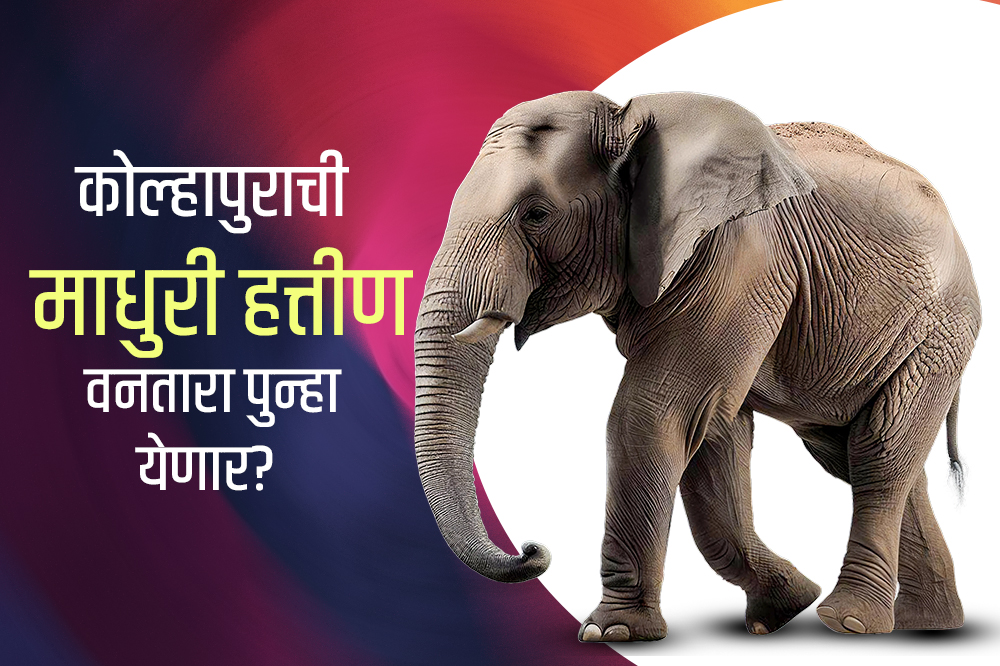 कोल्हापुराची माधुरी हत्तीण वनतारा पुन्हा येणार? 