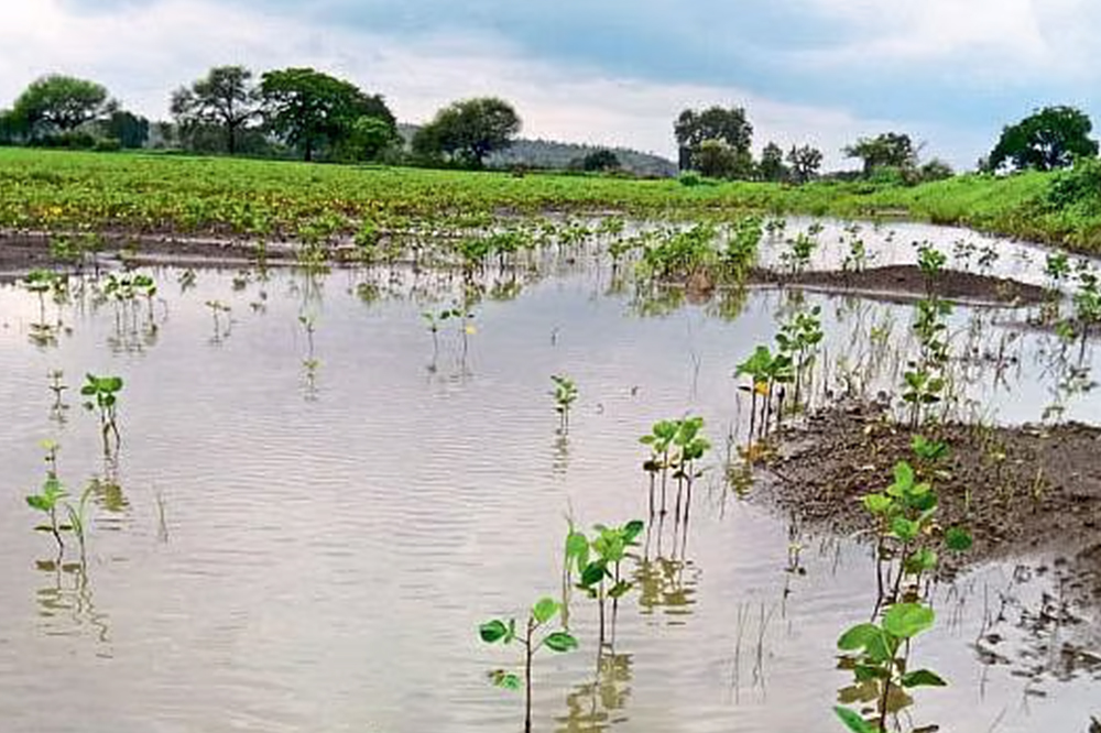 महाराष्ट्रात अतिवृष्टीचा कहर – मराठवाड्यात पूरस्थिती, शेतीपिकांचे मोठे नुकसान, अनेक जिल्ह्यांत शाळा-महाविद्यालयांना सुट्टी 