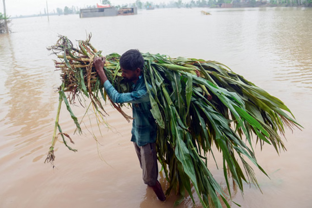 अतिवृष्टी आणि पुरग्रस्त शेतकऱ्यांना १३५६ कोटींची मदत; सात जिल्ह्यांतील २१ लाखांहून अधिक शेतकऱ्यांना दिलासा 