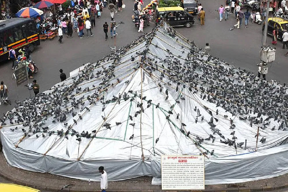मुंबईत जैन समाजाचा जीवदया मोर्चा; कबुतरखाना बंदीविरोधात आझाद मैदानात उपोषण    