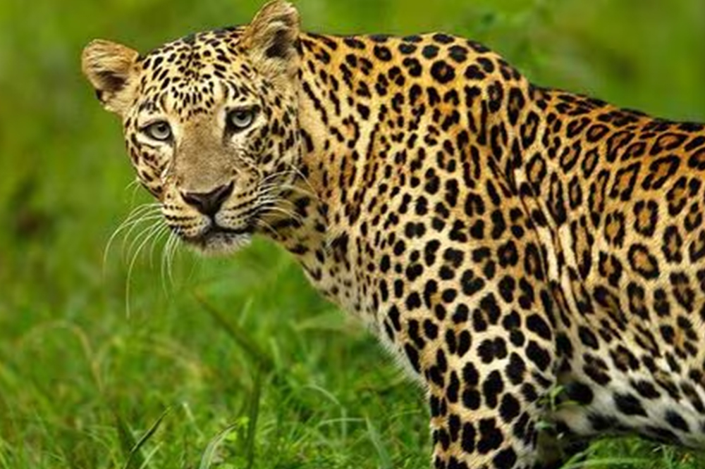 पुण्यात बिबट्याची दहशत; २० दिवसांत तीन बालकांचा मृत्यू, हेमंत ढोमेचा स्थानिक नेत्यांना सवाल 