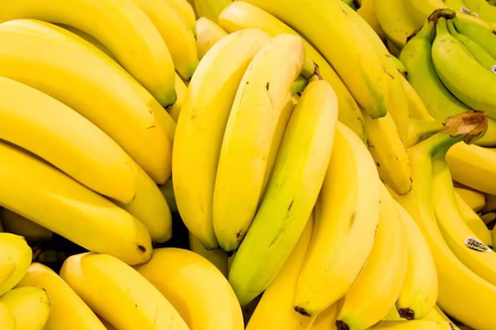 उजनी परिसरातून केळी निर्यातीला भरारी; सोलापूर जिल्हा बनतोय ‘बनाना हब’ 