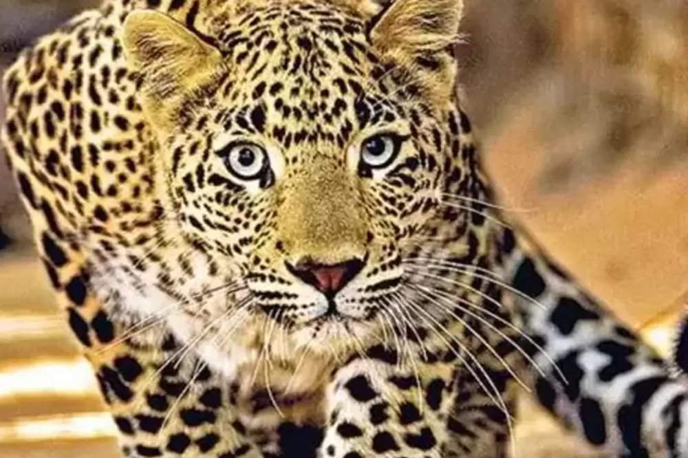 नागपुरात बिबट्याचा धुमाकूळ; पारडी परिसरात पहाटे हल्ला, चार नागरिक जखमी 