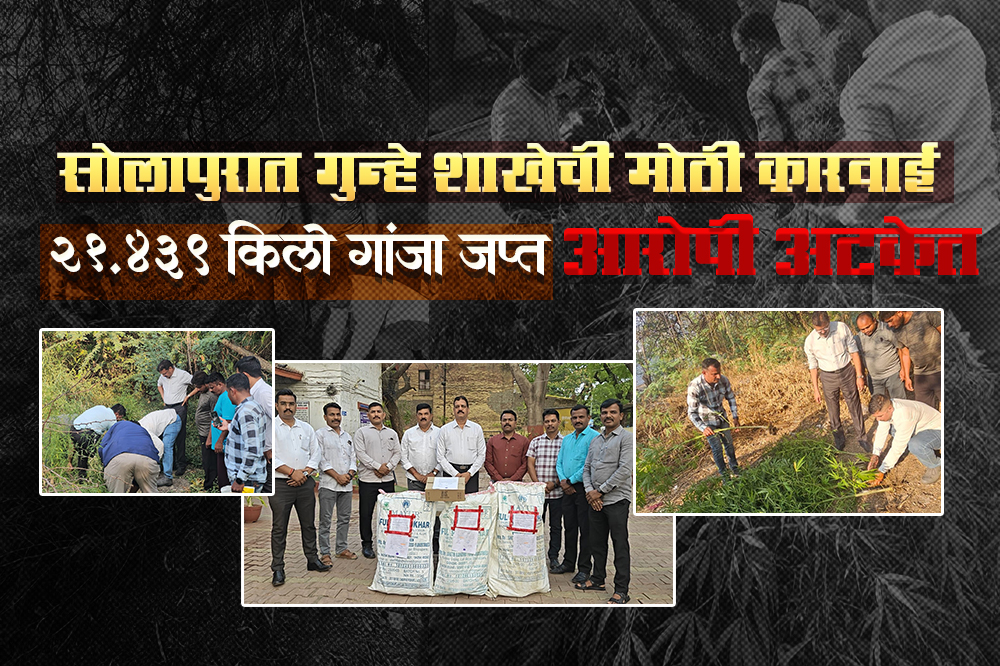 सोलापुरात गुन्हे शाखेची मोठी कारवाई; २१.४३९ किलो गांजा जप्त, आरोपी अटकेत 