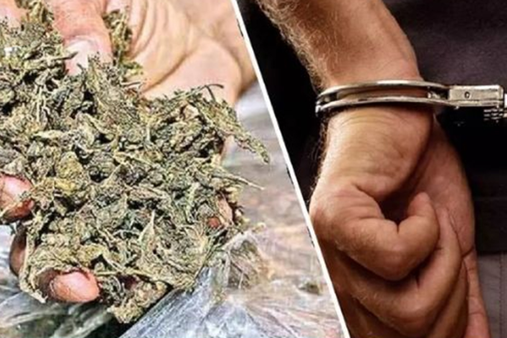 पुणे ग्रामीण पोलिसांची मोठी कारवाई; आंतरराज्यीय गांजा तस्करी रॅकेट उद्ध्वस्त 