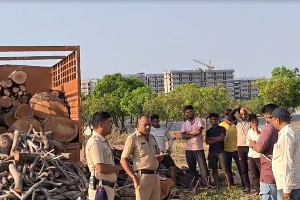 सोलापूरात वृक्षसंहार; प्लॉटिंगसाठी 135 हून अधिक झाडांची अवैध कत्तल, 5 ट्रक लाकूड विक्रीचा आरोप