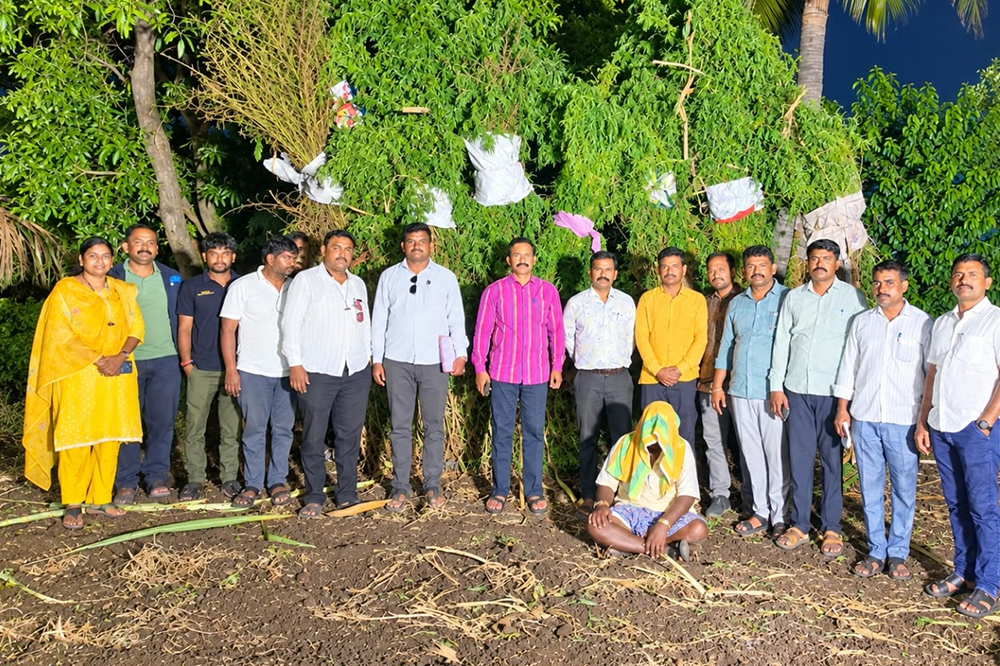 अक्कलकोटमध्ये पोलिसांची मोठी कारवाई; ऊसाच्या शेतातून 1 कोटी 5 लाखांचा गांजा जप्त 