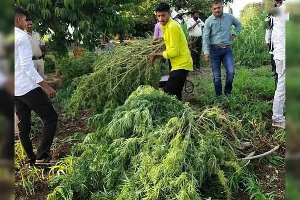 अक्कलकोटमध्ये उसाच्या शेतात १ कोटींचा गांजा जप्त; शेतकऱ्यासह तिघांना अटक, दोघे फरार 
