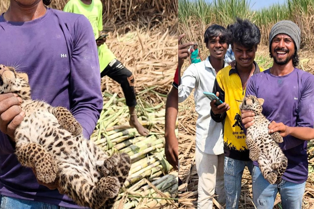 करमाळ्यात ऊसाच्या शेतात बिबट्याची तीन पिल्ले आढळली; विट परिसरात भीतीचे वातावरण 